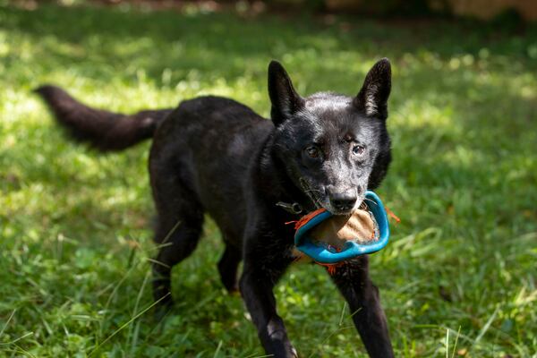 09/02/2020 - Decatur, Georgia - Kira catches a frisbee from her owner, Garrett Korn, at his residence in Decatur, Wednesday, September 2, 2020. (Alyssa Pointer / Alyssa.Pointer@ajc.com)