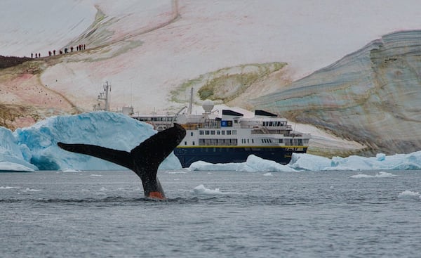 "During our February 2020 expedition to Antartica, we visited Neko Harbor on our way to the South Shetland Islands. Disembarking in Neko Harbor enabled us to land on Antarctica’s mainland.   Our timing was very good for whale sightings while exploring the bay in Zodiacs," wrote Rod Smith. "The weather had been quite warm this season - melting upper layers of snow & exposing an algae that turns the snow a reddish color.  Sometimes called blood-red snow.  You can also see other colored algaes in the layers exposed to sunlight."