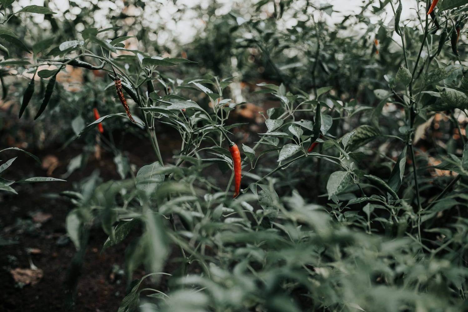 Decatur's Kitchen Garden