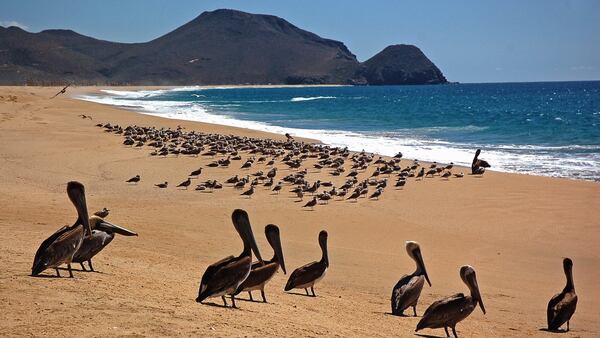 At La Cachora Beach, a rough-surf beach about a mile from downtown Todos Santos in Baja California Sur, pelicans and other seabirds enjoy an uncrowded shore in a 2010 file image. (Christopher Reynolds/Los Angeles Times/TNS)