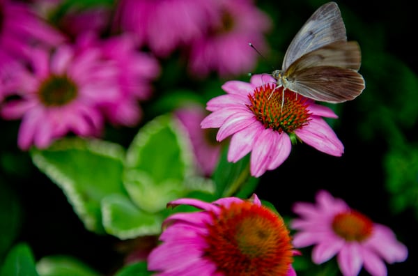 A butterfly sits on a flower inside the live butterfly exhibit tent at the Chattahoochee Nature Center in Roswell during the annual Flying Colors Butterfly Festival. The 23rd edition takes place June 4-5 this year. JONATHAN PHILLIPS / SPECIAL