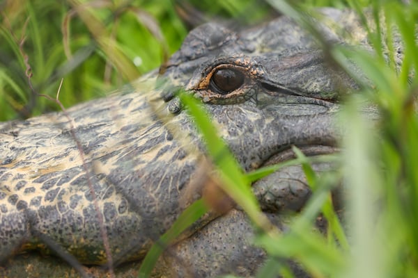 An alligator is shown in his enclosure at Noah’s Ark Animal Sanctuary, Thursday, June 22, 2023, in Locust Grove, Ga. The sanctuary is about to reopen after it was the site of a bird flu outbreak last august. (Jason Getz / Jason.Getz@ajc.com)