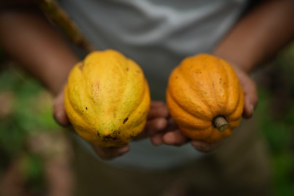 Tari Santoso holds cocoa pods at his plantation in Tanjung Rejo, Lampung province, Indonesia, Wednesday, Feb. 19, 2025. (AP Photo/Dita Alangkara)