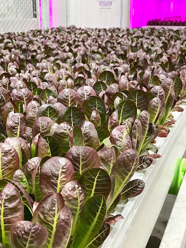 80 Acres Farms has announced the construction of an indoor farm in Covington, Ga.