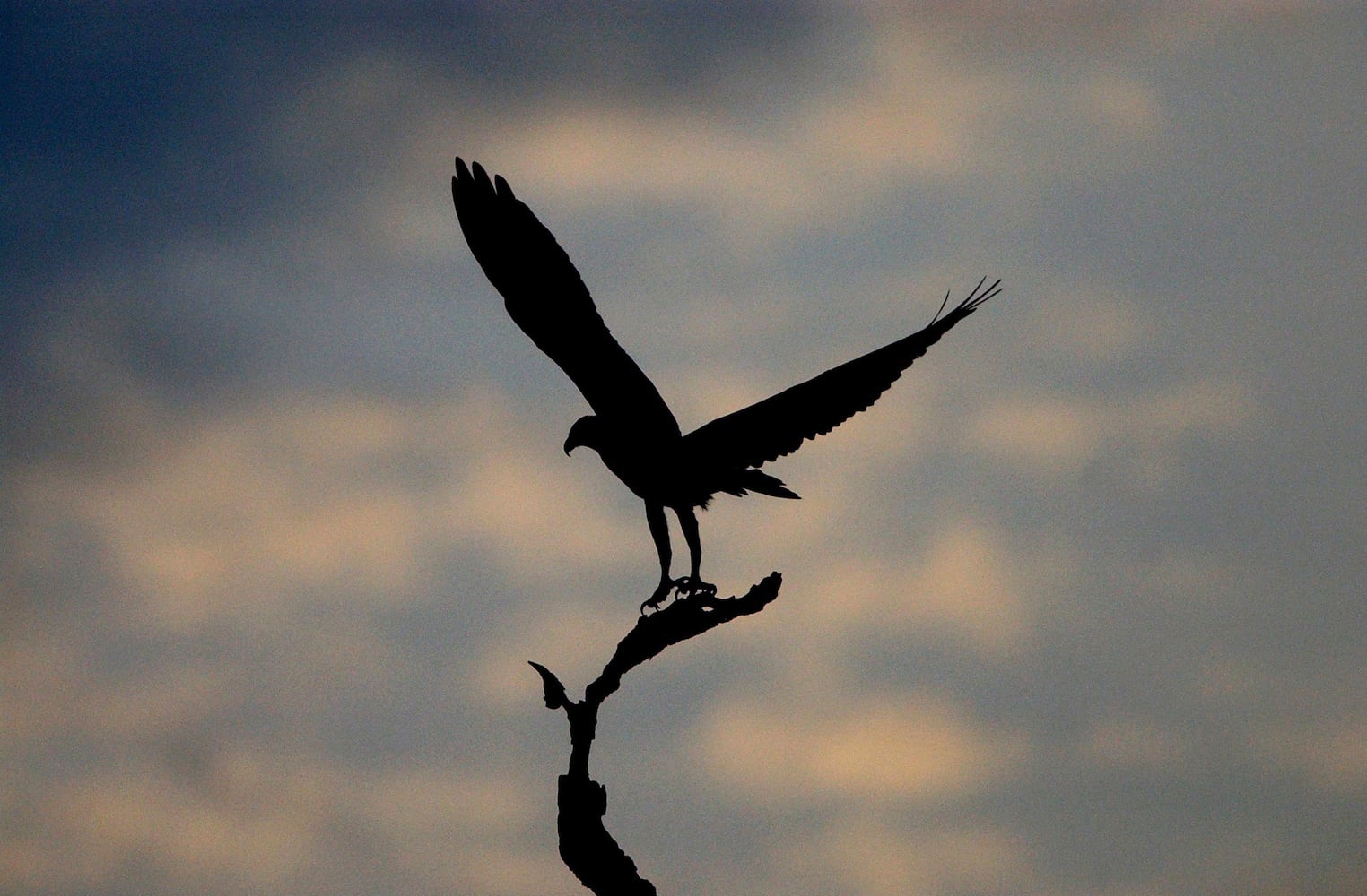 Coastal birds of Georgia