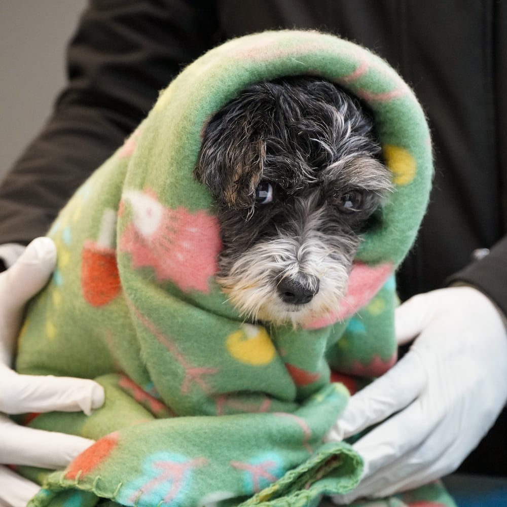 South Georgia Puppy Mill