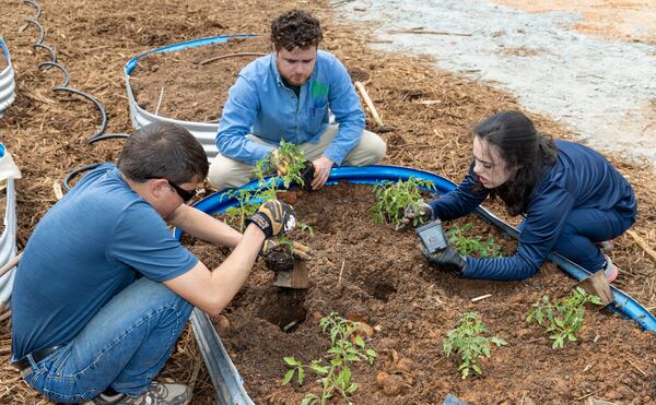 James Montesi (from left), Joe Twiner and his sister Quinn plant tomatoes at Peachtree Farm. PHIL SKINNER FOR THE ATLANTA JOURNAL-CONSTITUTION.