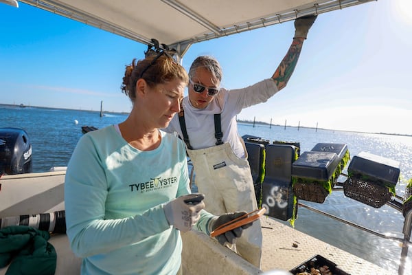 After finishing the oyster crops, Laura Solomon and Chris Hathcock diligently monitor the number of floating cases they harvest, as well as the numerical order and locations of the oysters collected. This careful tracking ensures they maintain an organized and efficient workflow. (Miguel Martinez / AJC)