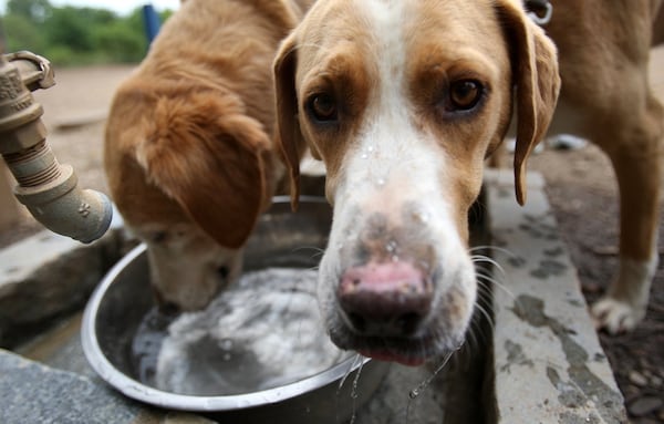 Cash, 10, (left) and Charlie, 3, cool off at the Piedmont Dog Park this morning.