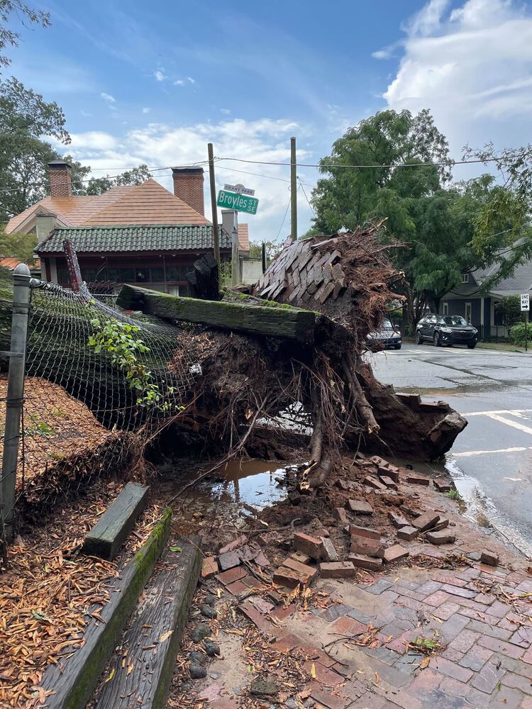 Trees down in Grant Park