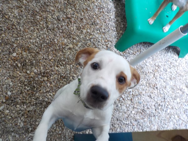 Beltline Belle is the official spokespet of the Atlanta Beltline. She can often be seen hanging out on the patio of Krog Bar and Kevin Rathbun Steak along the Eastside Trail. (Photo credit: Barking Hound Village)