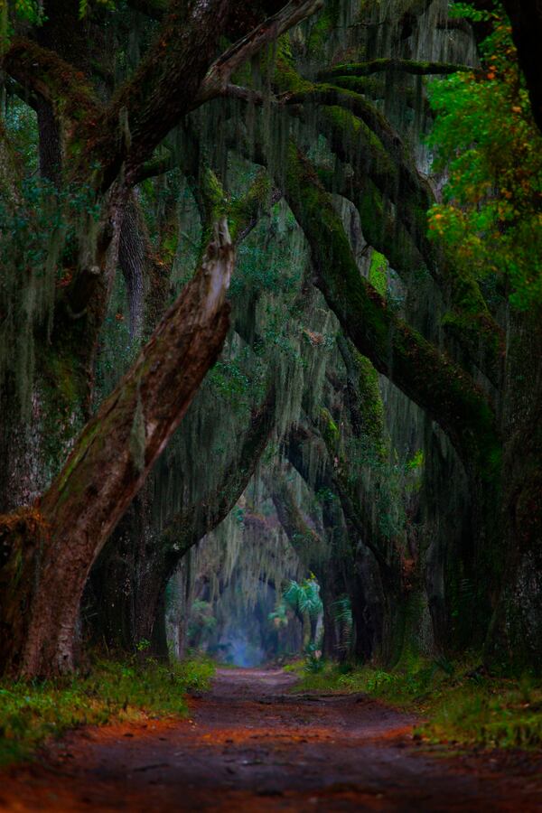 Yes, this is really a photograph: A view of Ossabaw Island's Main Road, looking south . Asking Jill Stuckey to choose a favorite Ossabaw photo is like asking a parent to pick their favorite child. Still, Stuckey says, this magical  looking one might be it. Photo by Jill Stuckey