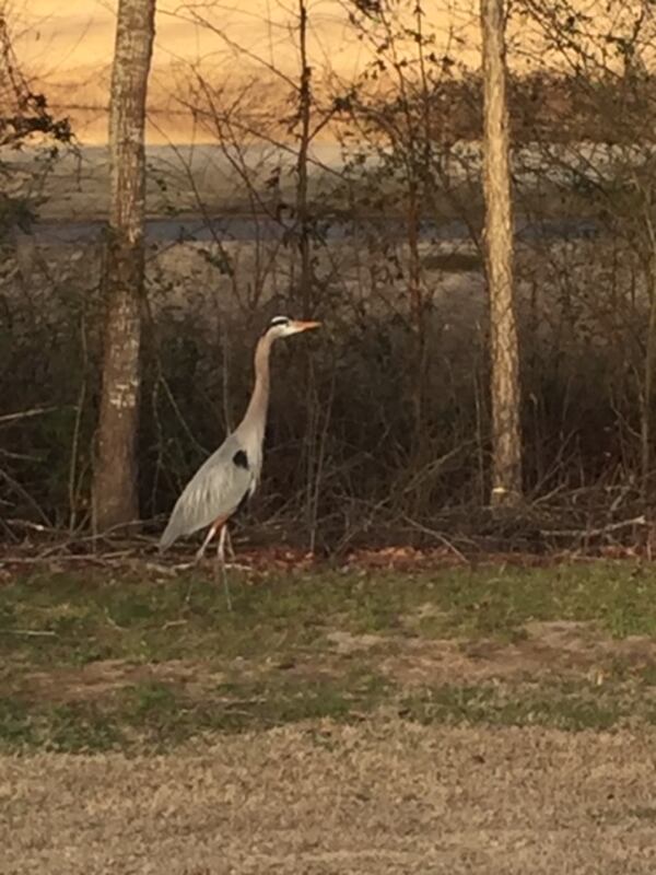 "While playing a round of golf in Johns Creek, I saw this Grey Heron and thought how amazingly relaxed and aware he was," wrote Bob Wessel. "Pretty amazing!"