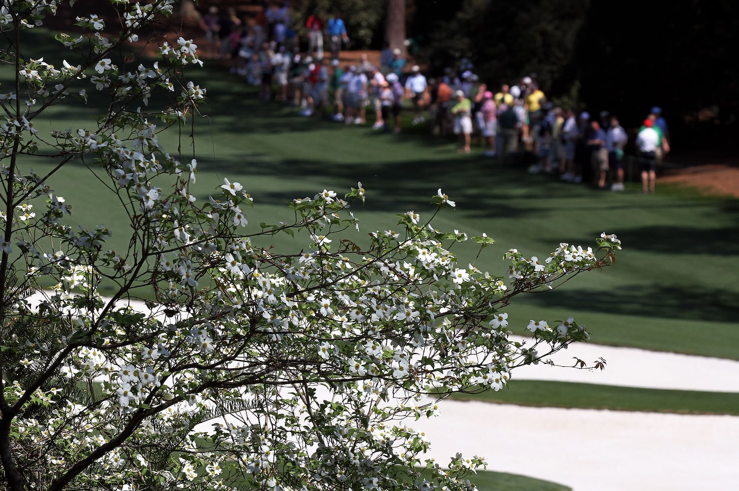 Augusta National Golf Club, which was originally built on the former 365-acre Fruitland Nurseries, is full of blooming flowers.