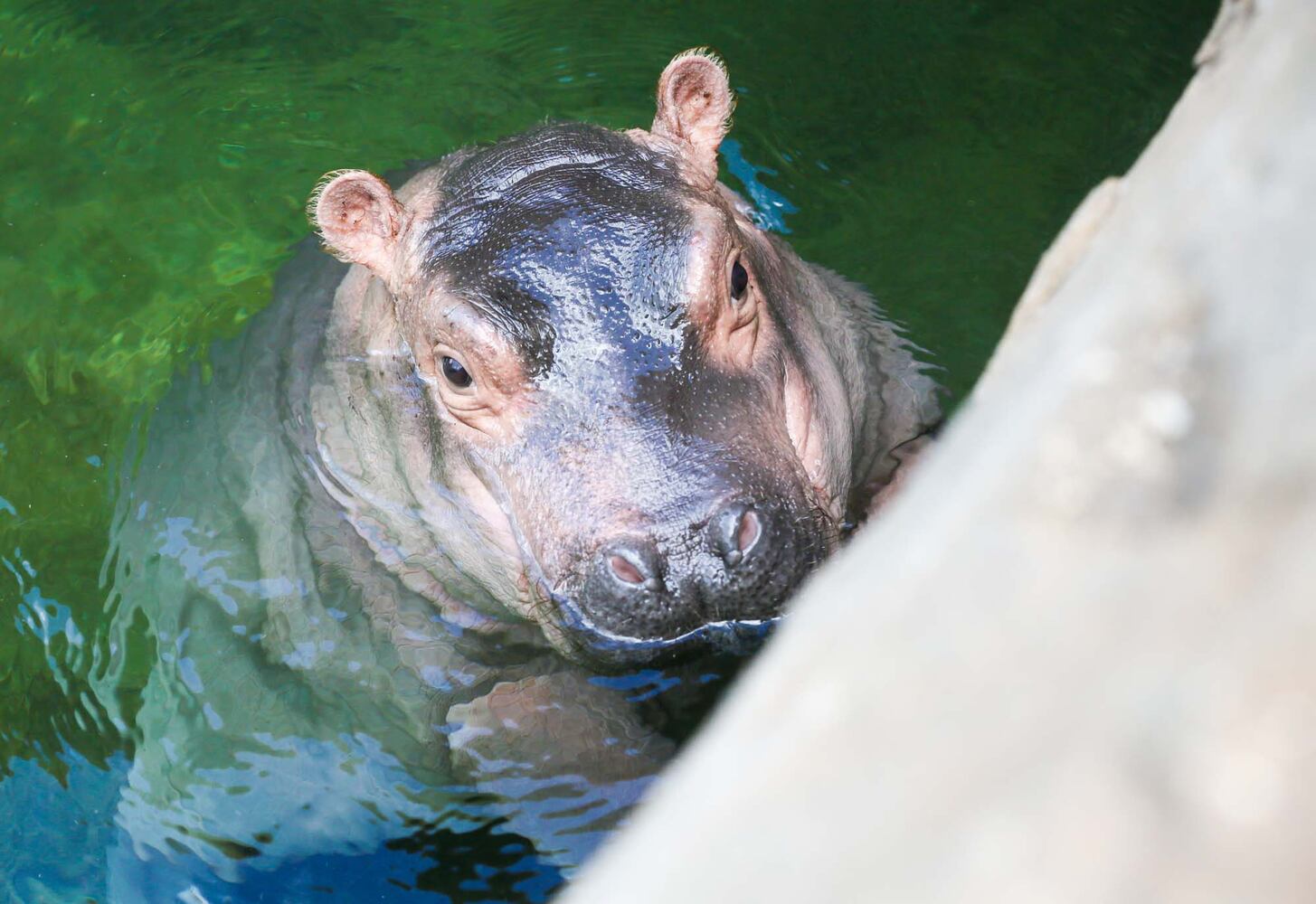 PHOTOS Fiona at the Cincinnati Zoo