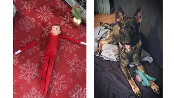 Zoey the dog (r) tried to get rid of Sam the Elf (l), but medical professionals at Arnold Palmer Hospital for Children stitched him back up in time for Christmas.