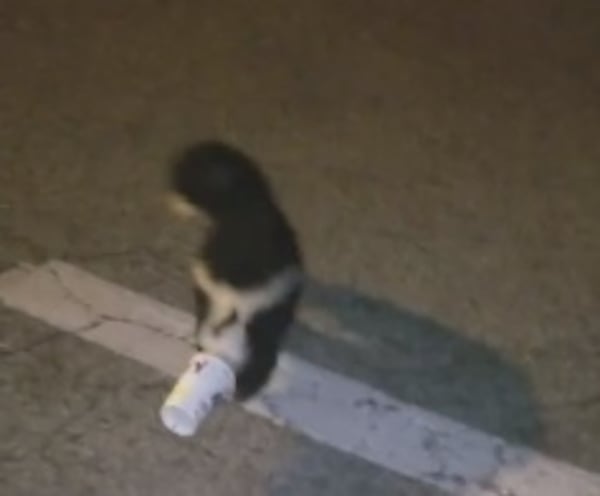 A police officer helped a skunk that got its head stuck in a McFlurry cup. (Photo: Screengrab via York Police Department)