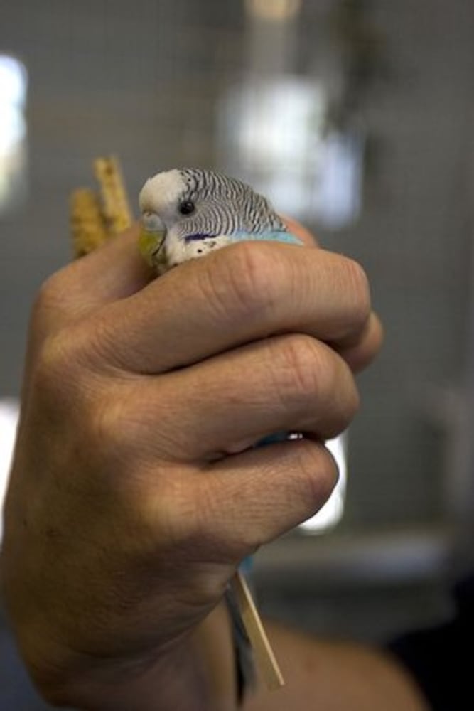 Zoo Atlanta's new aviary