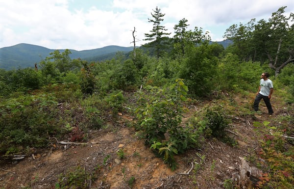 Jess Riddle, of Georgia ForestWatch, explores a partially timbered mountain ridge in the Warwoman Wildlife Management Area in Rabun County. CURTIS COMPTON / CCOMPTON@AJC.COM