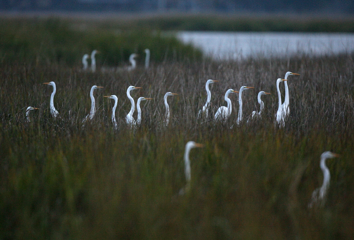 Coastal birds of Georgia