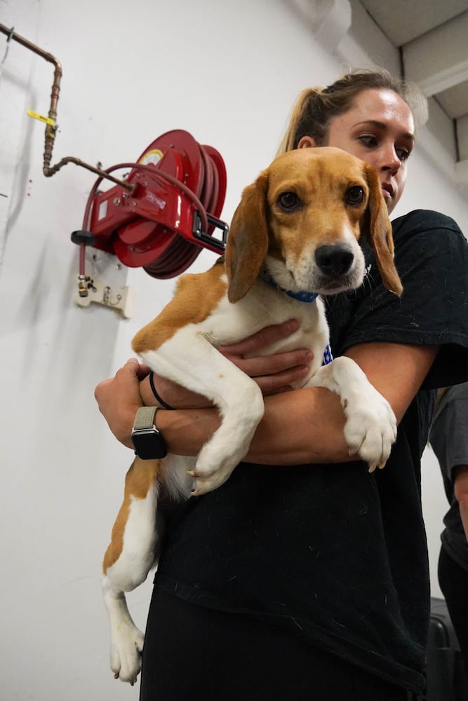 Atlanta Humane Society rescues dozens of dogs from animal testing breeding facility