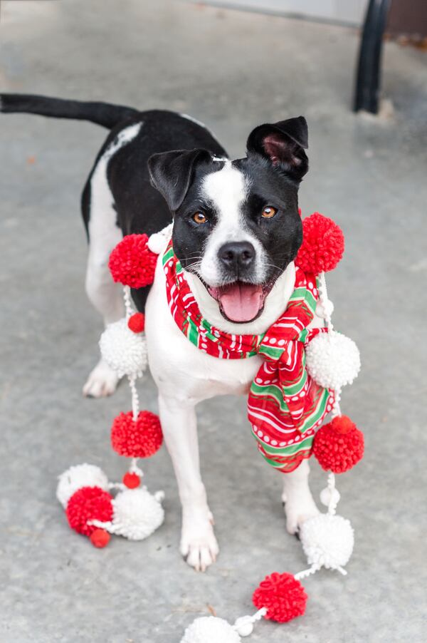 An anonymous donor is covering the cost of adoptions Thursday through Sunday including vaccinations and microchips as well as spay and neutering the dogs and cats. Photo courtesy Lifeline Animal Project.