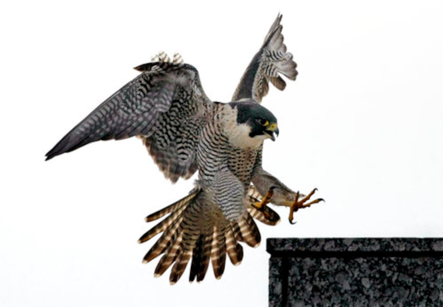 Falcons make a home in Atlanta