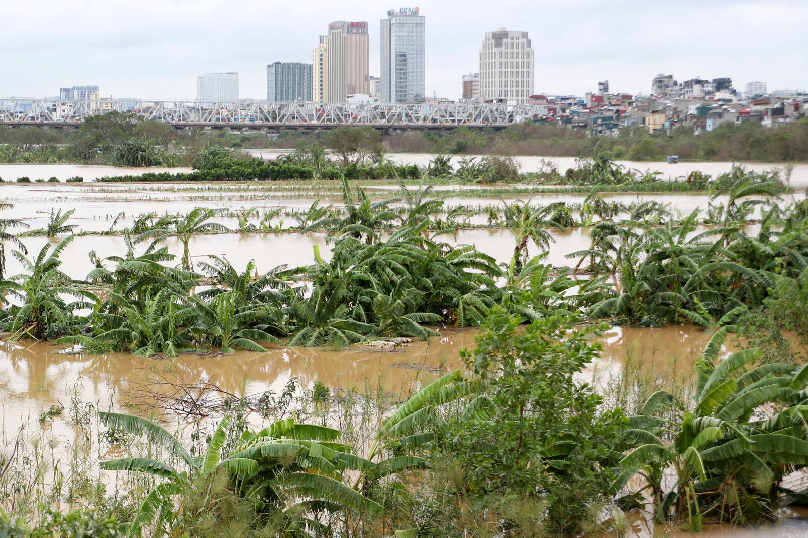 A banana garden is submerged in flood, following Typhoon Yagi in Hanoi, Vietnam on Tuesday, Sept. 10, 2024. (AP Photo/Huy Han)