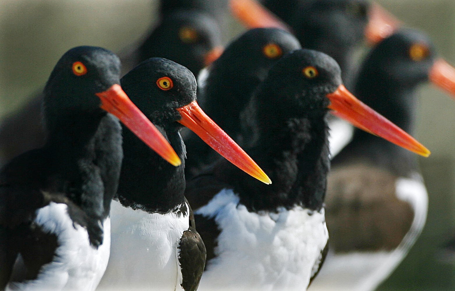 Coastal birds of Georgia