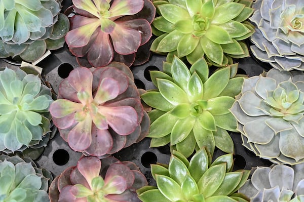 Succulents at Pike Nurseries’ Lindbergh location on Thursday, April 30, 2020. (Hyosub Shin / Hyosub.Shin@ajc.com)