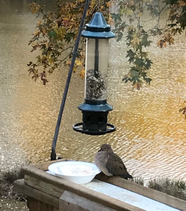 "This happy bird looks like it may have eaten most of the seed in our feeder by itself!" wrote Richard Schmidt of Milton.