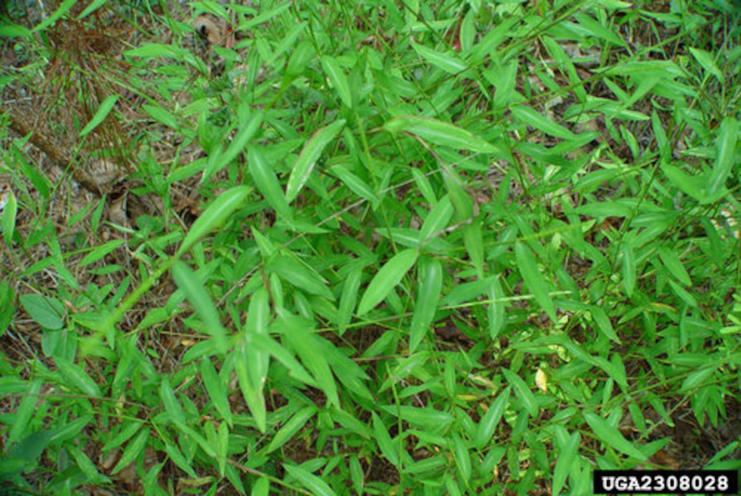 Georgia weeds: The worst offenders