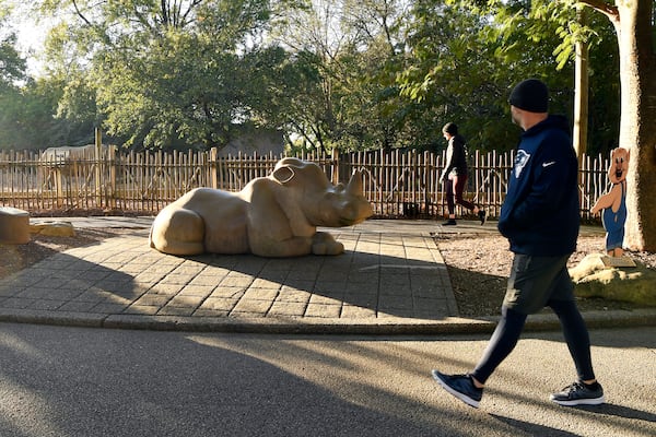 A member of the Get Healthy Walking Club walks past the rhinoceros exhibit in the morning at the Louisville Zoo in Louisville, Ky., Friday, Oct. 18, 2024. (AP Photo/Timothy D. Easley)