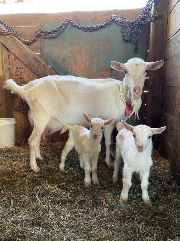 Two-day-old kids with their mother, Fern, at Decimal Place Farm in Conley. Ligaya Figueras / ligaya.figueras@ajc.com