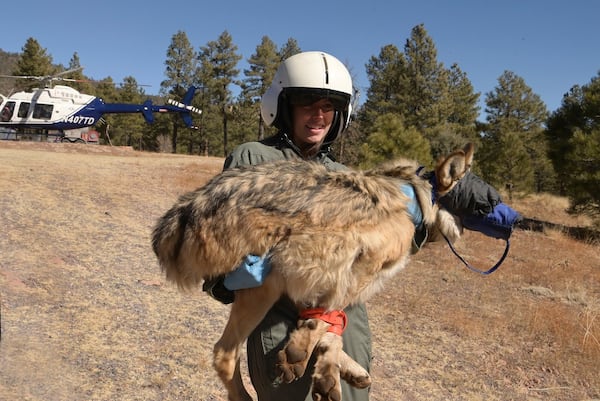 This Jan. 30, 2025, image provided by the Arizona Game and Fish Department shows a member of the Mexican gray wolf recovery team carrying a sedated wolf after it was captured during an annual population survey near Alpine, Arizona. (Arizona Game and Fish Department via AP)