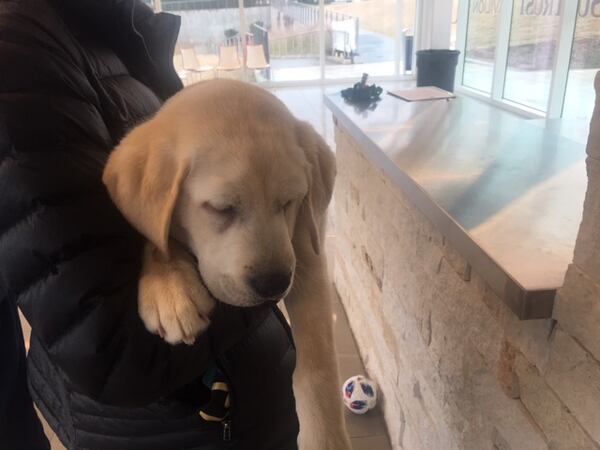 Spike is a 13-week-old Labrador Retriever who will be trained to be a service dog because of a partnership between Atlanta United and VetDogs.