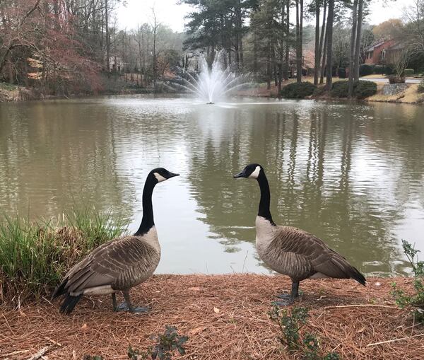 The two geese seem quite enamored with each other wrote Arnold Simon of Atlanta. The photo was taken in Buckhead.