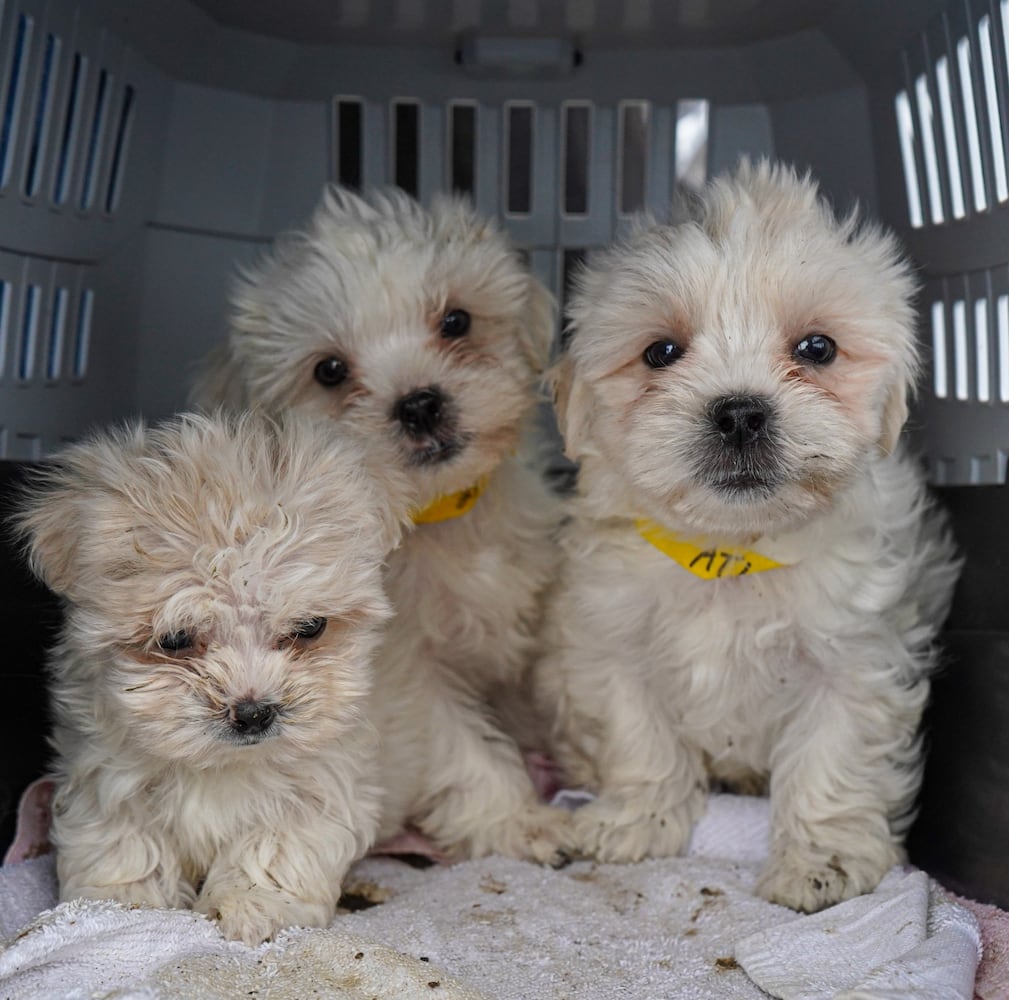 South Georgia Puppy Mill