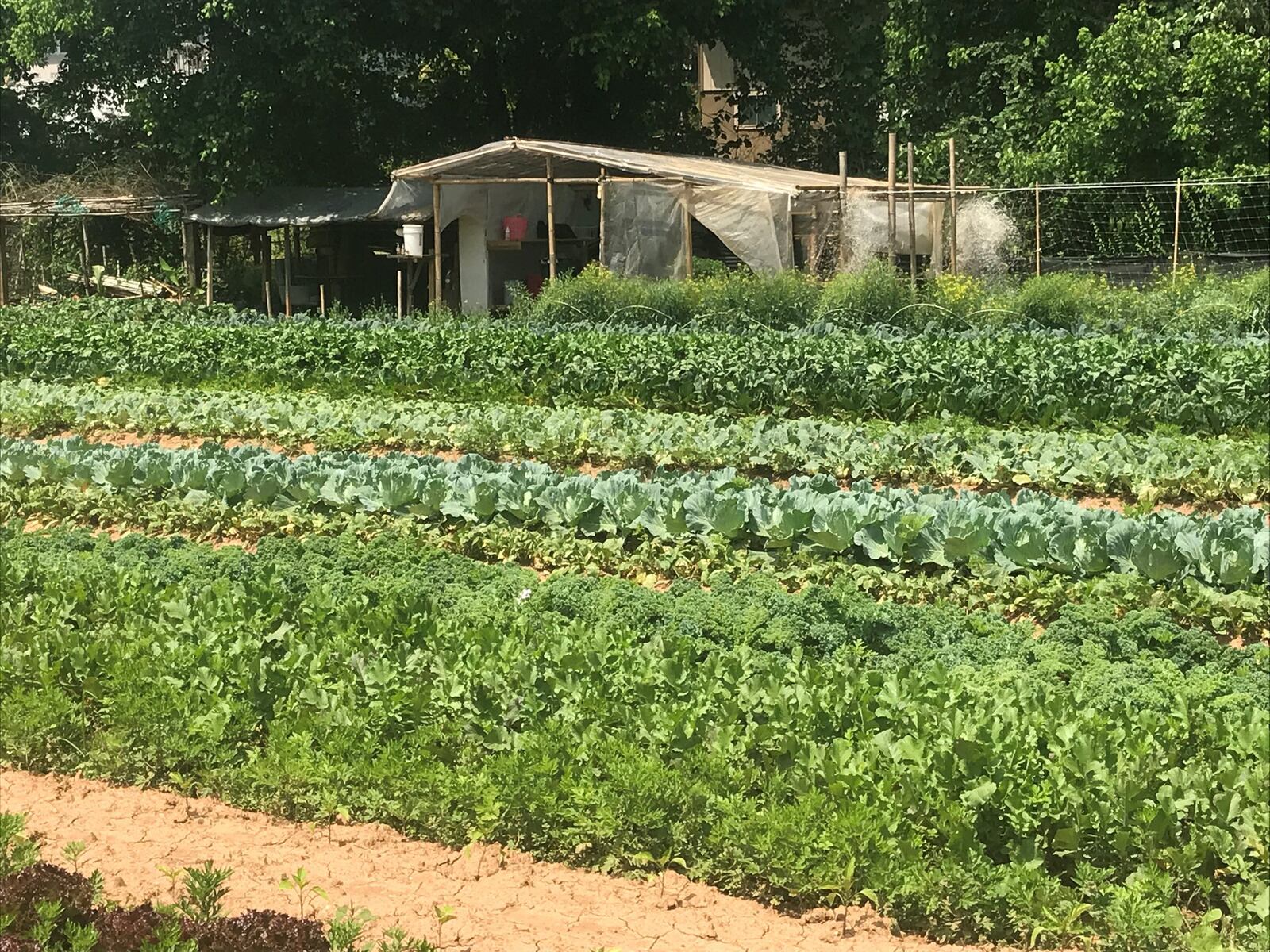 “As I looked around the farm, I saw signs of resilience, signs that were there even before the flood,” writes AJC food editor Ligaya Figueras. LIGAYA FIGUERAS / LFIGUERAS@AJC.COM