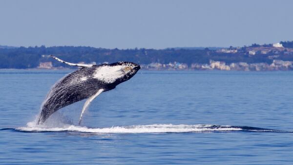 A humpback awhale makes his presence known off the coast of Alaska.