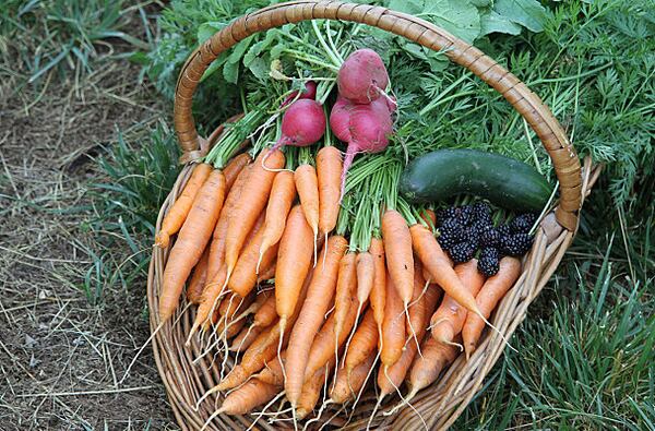 Vegetables like carrots and fruit like blackberries are shared with employees at EpiCity, where the produce grows in an urban farm-type edible landscape within Powers Ferry Business Park.