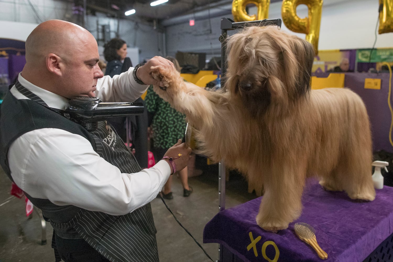 2017 Westminster Dog Show