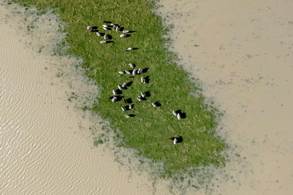 Livestock graze on a patch field not flooded by the swollen Eel River in Ferndale, Calif., Friday, Nov. 22, 2024. (Stephen Lam/San Francisco Chronicle via AP)