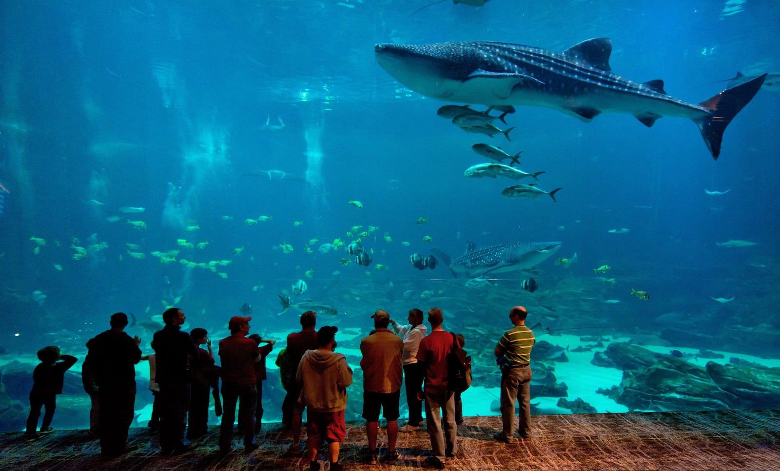 Who needs fireworks on the Fourth when you can celebrate with Whale Sharks like these at the Georgia Aquarium. (Gene Phillips)