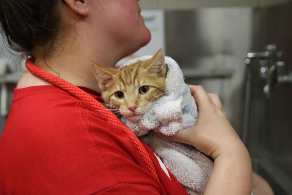  The animals are ready to be adopted and need lots of love. Photo: courtesy of the Atlanta Humane Society