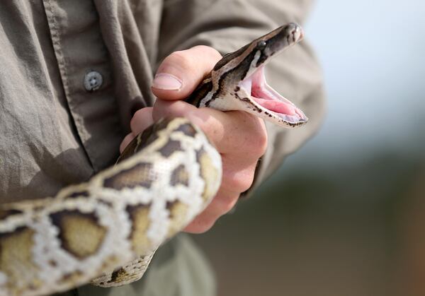 FILE PHOTO: An 81-year-old grandmother helped save her family from two pythons that were hiding in their backyard grill.