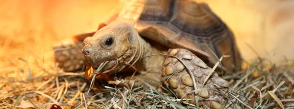 Bring the kids along as you feed animals at Autrey Mill Nature Preserve on Friday.