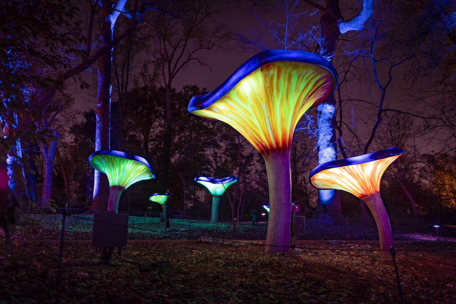 Giant, luminous mushrooms are just one of the whimsical elements found in Fernbank Museum's WildWoods during the "WildWoods: AGLOW" exhibition. Courtesy of Fernbank Museum