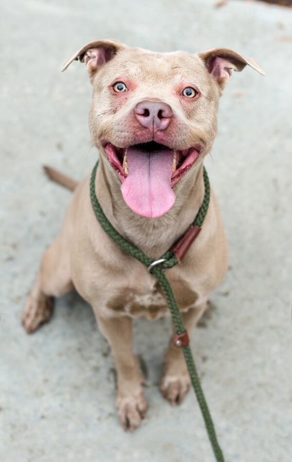 Golden Zamora is our pet of the week from the folks at Lifeline.