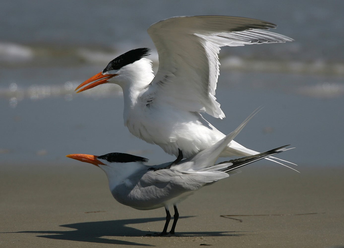 Coastal birds of Georgia